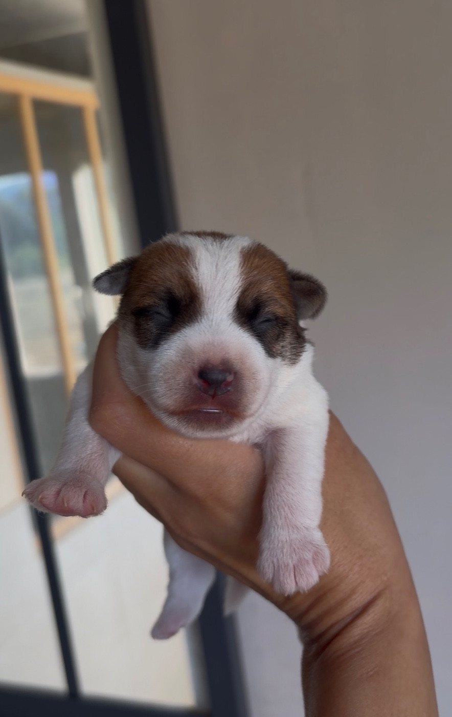Chiot N°1 - Jack Russell Terrier