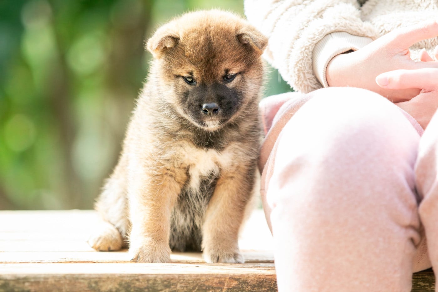 CHIOT 5 - Shiba
