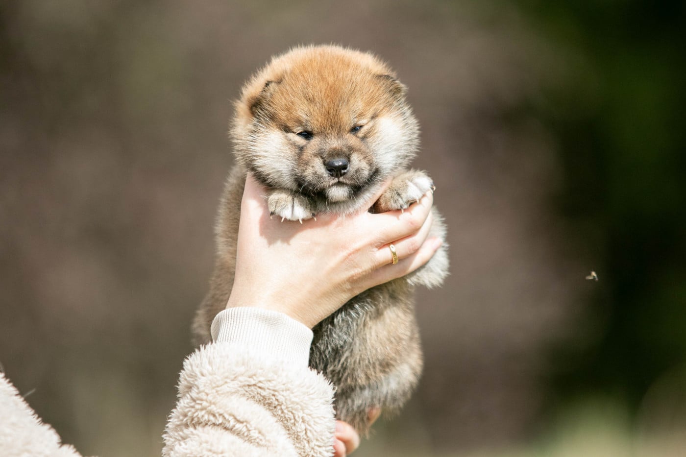 Mâle Roux - Shiba