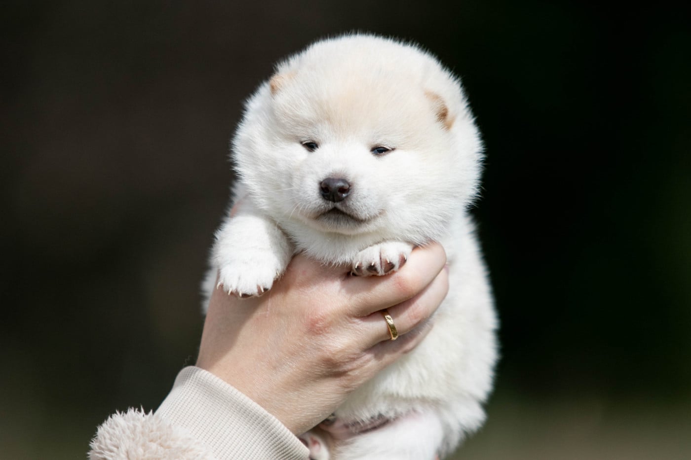 CHIOT 4 - Shiba
