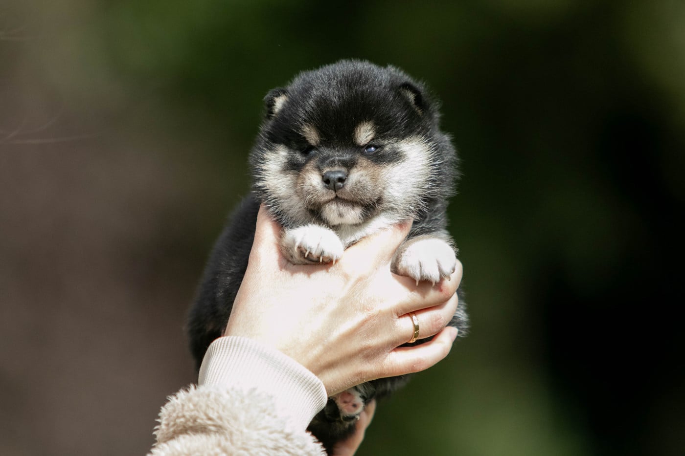 CHIOT 2 - Shiba