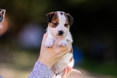 Les chiots de Jack Russell Terrier