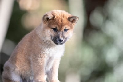 Les chiots de Shiba