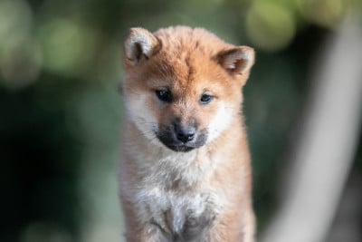 Les chiots de Shiba
