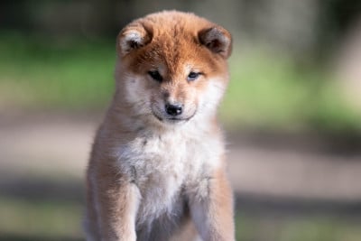 Les chiots de Shiba