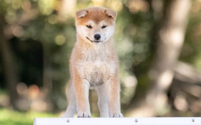 Les chiots de Shiba