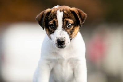 Les chiots de Jack Russell Terrier