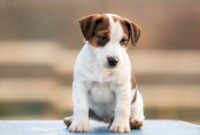 Les chiots de Jack Russell Terrier