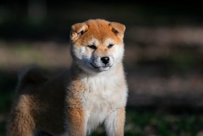 Les chiots de Shiba
