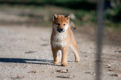 Les chiots de Shiba