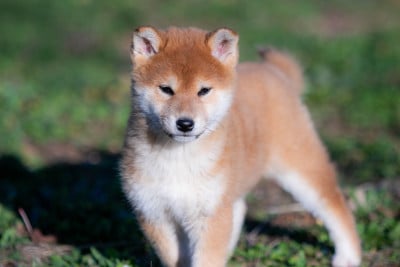 Les chiots de Shiba
