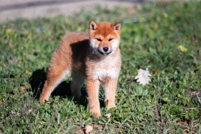 Les chiots de Shiba
