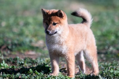 Les chiots de Shiba