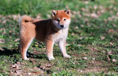 Les chiots de Shiba