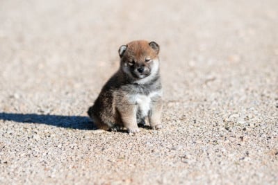 Les chiots de Shiba