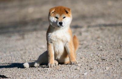 Les chiots de Shiba