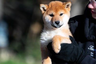 Les chiots de Shiba