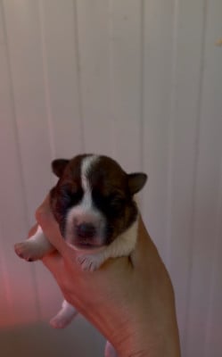 Les chiots de Jack Russell Terrier