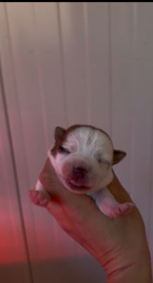 Les chiots de Jack Russell Terrier