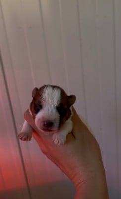 Les chiots de Jack Russell Terrier