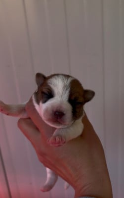 Les chiots de Jack Russell Terrier