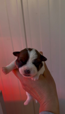 Les chiots de Jack Russell Terrier