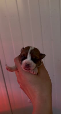 Les chiots de Jack Russell Terrier