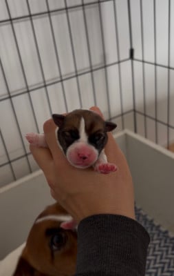 Les chiots de Jack Russell Terrier