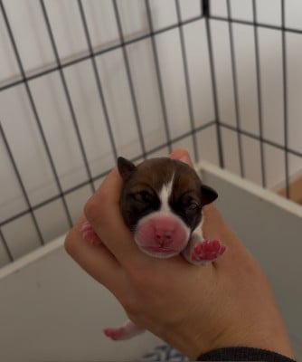Les chiots de Jack Russell Terrier