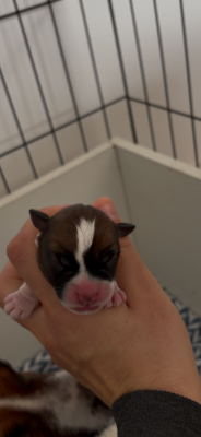 Les chiots de Jack Russell Terrier