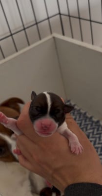 Les chiots de Jack Russell Terrier