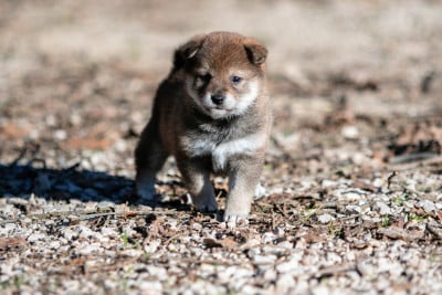 Les chiots de Shiba
