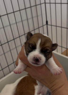 Les chiots de Jack Russell Terrier