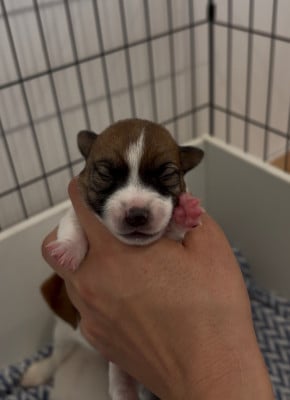 Les chiots de Jack Russell Terrier