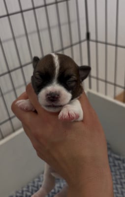 Les chiots de Jack Russell Terrier