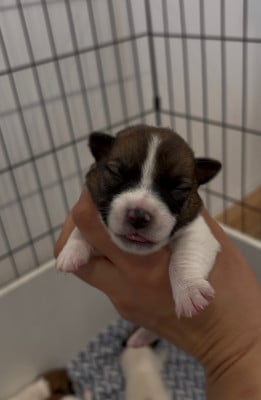 Les chiots de Jack Russell Terrier
