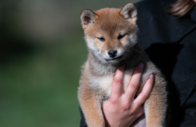 Les chiots de Shiba