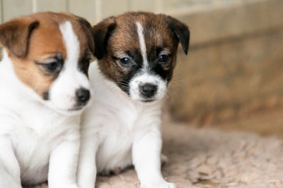 Les chiots de Jack Russell Terrier