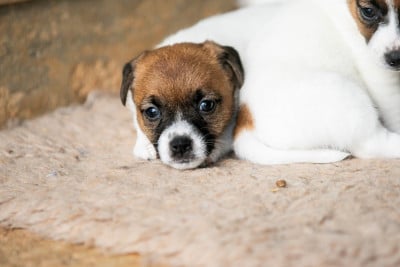 Les chiots de Jack Russell Terrier
