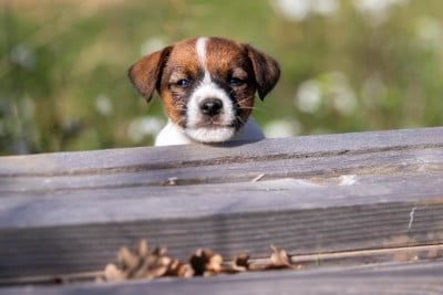 Les chiots de Jack Russell Terrier