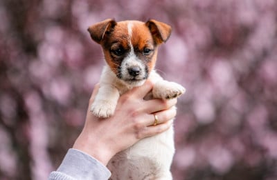 Les chiots de Jack Russell Terrier