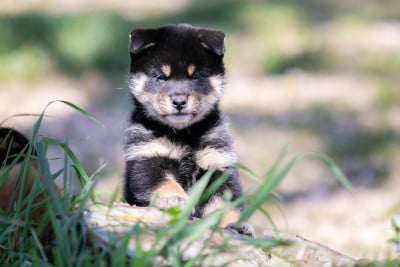 Les chiots de Shiba
