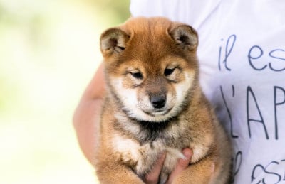 Les chiots de Shiba