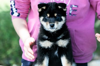 Les chiots de Shiba