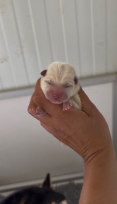 Les chiots de Shiba