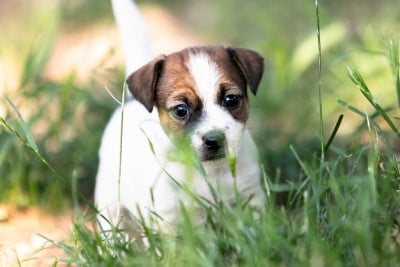 Les chiots de Jack Russell Terrier