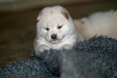 Les chiots de Shiba