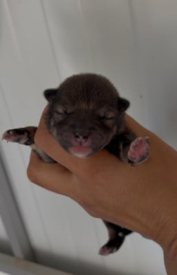 Les chiots de Shiba