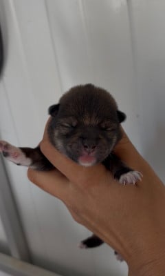 Les chiots de Shiba
