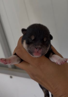 Les chiots de Shiba